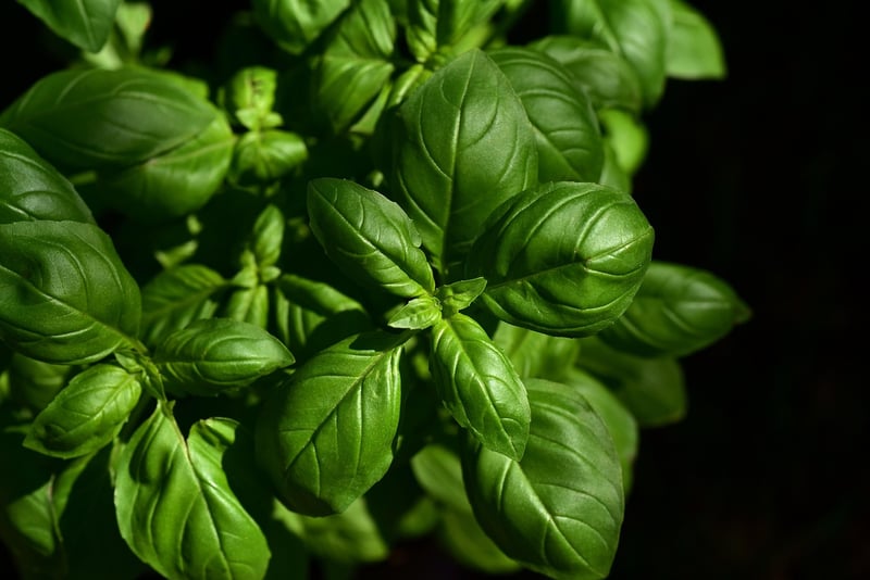 Herb Ingredients
